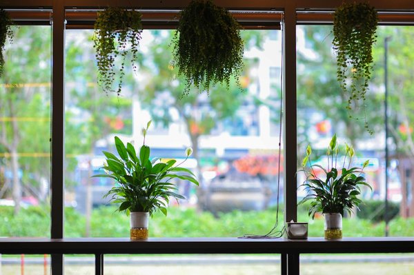 Les services professionnels de lutte contre les nuisibles à Pau : est-ce vraiment efficace ?