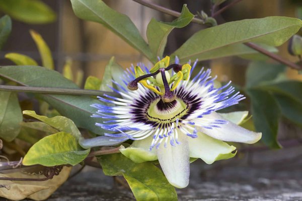 Les bienfaits de l'asa foetida contre la sorcellerie