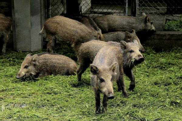 Protégez vos cultures des sangliers avec des répulsifs naturels